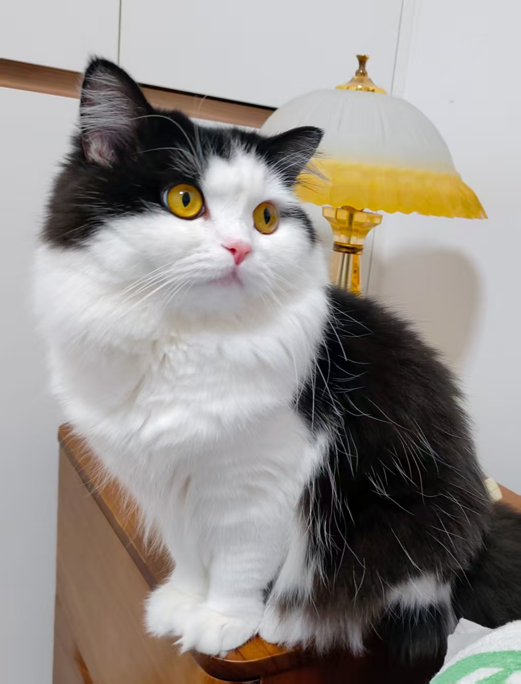 冬冬